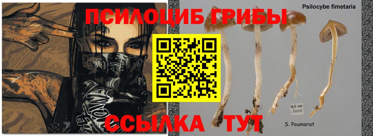 Псилоцибиновые грибы мицелий Стрежевой